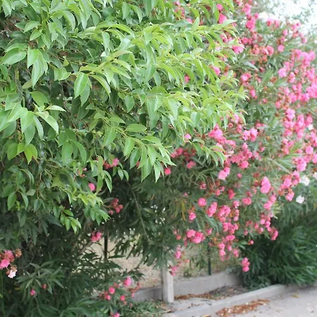 Farma Le Anfore Di Arpi Foggia